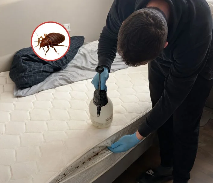 Technicien traitant un matelas contre les punaises de lit à Grisy-les-Plâtres
